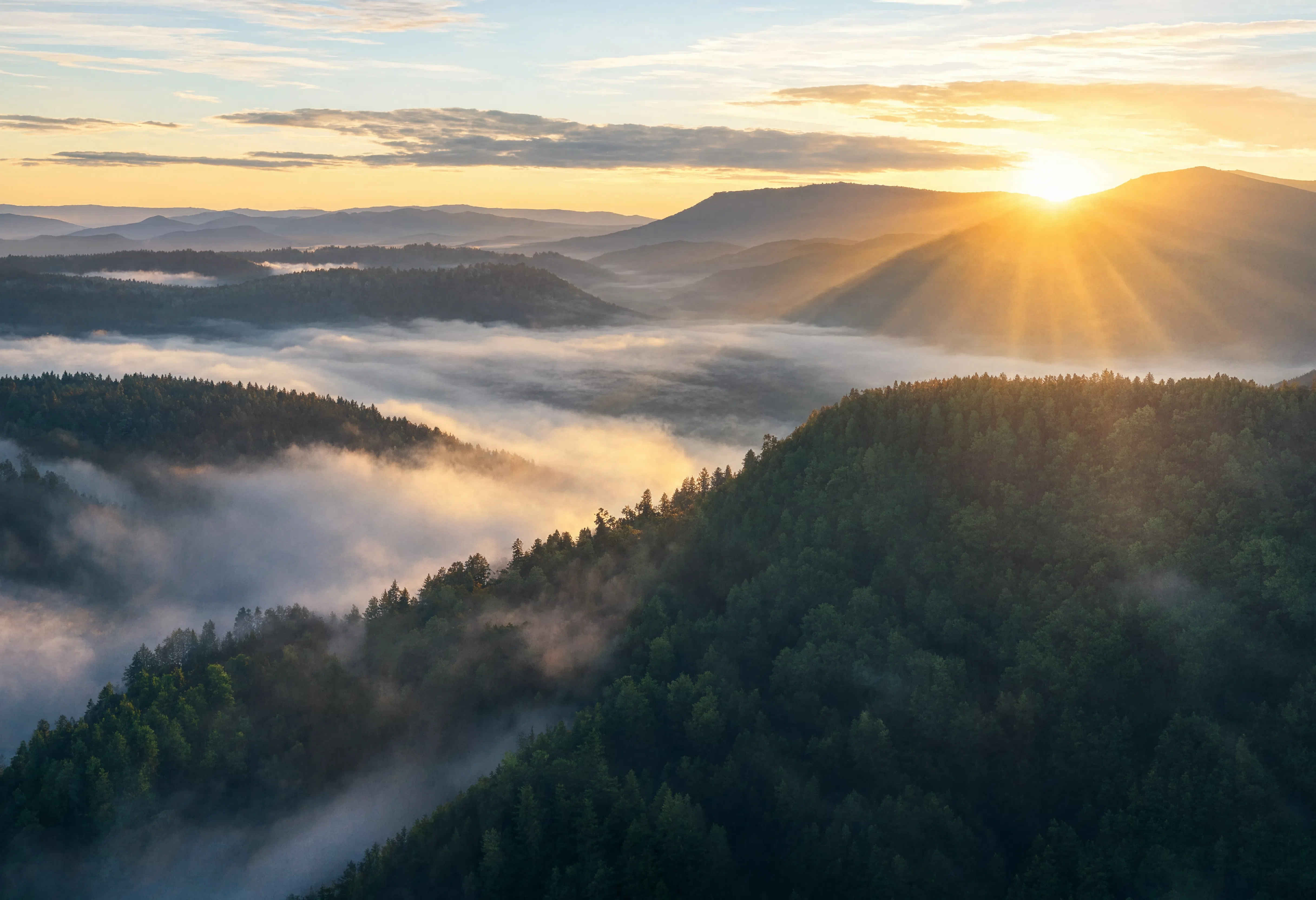 Morgendlicher Schwarzwald – dichter Nadelwald im Morgennebel